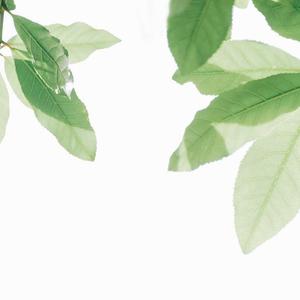 台湾真军巜逍遥双枪
